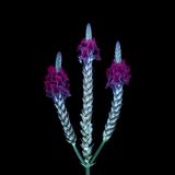 Farnblättriger Lavendel