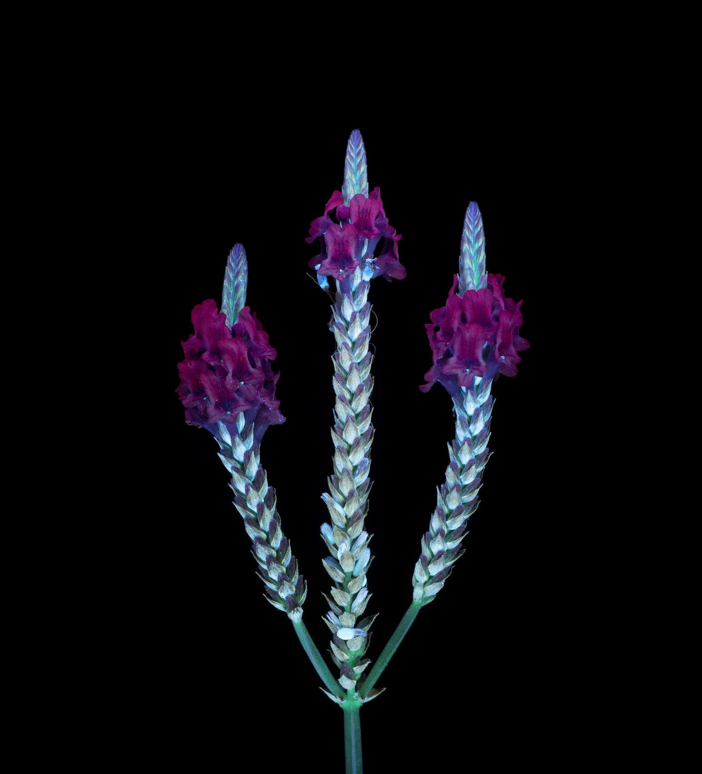 In einem anderen Lichte Farnblättriger Lavendel