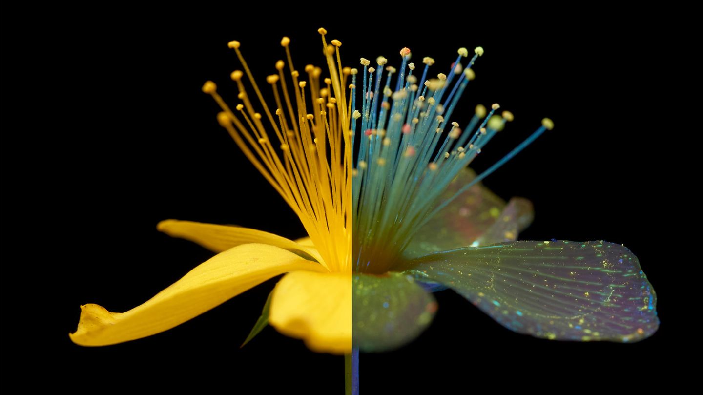 Eine Blüte, zwei Welten Akelei