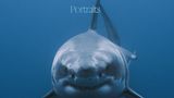 Räuber, die unseren Respekt verdienen: In seinem Buch "Shark: Portraits" hat Mike Coots seine besten Aufnahmen von den Haien der Weltmeere zusammengetragen. Es ist im Rizzoli Verlag erschienen