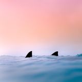 Haiflossen im Meer, Bahamas