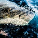 Bei Edwards Island, im äußersten Süden Neuseelands, kommt ein Weißer Hai an die Oberfläche: Die Tiere jagen oft ihre Beute, zum Beispiel Robben, indem sie aus großer Tiefe senkrecht emporschießen