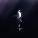 Vor der mexikanischen Insel Guadelupe im Pazifik kommt jeden Sommer die weltgrößte Ansammlung Weißer Haie zusammen: Mehr als 200 Tiere wurde hier bereits identifiziert. Eines davon: "Scuba Steve"