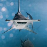 Ein Hammerhai-Weibchen, genannt "Pocahontas", vor den Bahamas: Warum die Tiere einen so stark verbreiterten Kopf haben, ist wissenschaftlich umstritten. Dient er vor allem der besseren Manövrierfähigkeit, der Beutewahrnehmung oder des Fangens von Rochen am Meeresgrund?