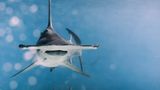 Ein Hammerhai-Weibchen, genannt "Pocahontas", vor den Bahamas: Warum die Tiere einen so stark verbreiterten Kopf haben, ist wissenschaftlich umstritten. Dient er vor allem der besseren Manövrierfähigkeit, der Beutewahrnehmung oder des Fangens von Rochen am Meeresgrund?
