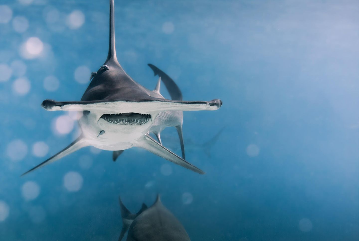 Ein Hammerhai-Weibchen, genannt "Pocahontas", vor den Bahamas: Warum die Tiere einen so stark verbreiterten Kopf haben, ist wissenschaftlich umstritten. Dient er vor allem der besseren Manövrierfähigkeit, der Beutewahrnehmung oder des Fangens von Rochen am Meeresgrund?
