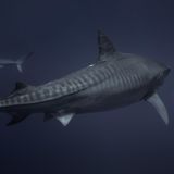 Tigerhai in dunklem Wasser