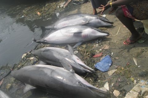 Getötete Clymene-Delfine: Die Jagd auf die Meeressäuger hat in den letzten Jahren weiter zugenommen, beklagen Tier- und Artenschützende