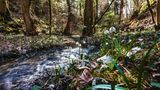 Flusslauf durch Wald, an den Seiten Schneeglöckchen