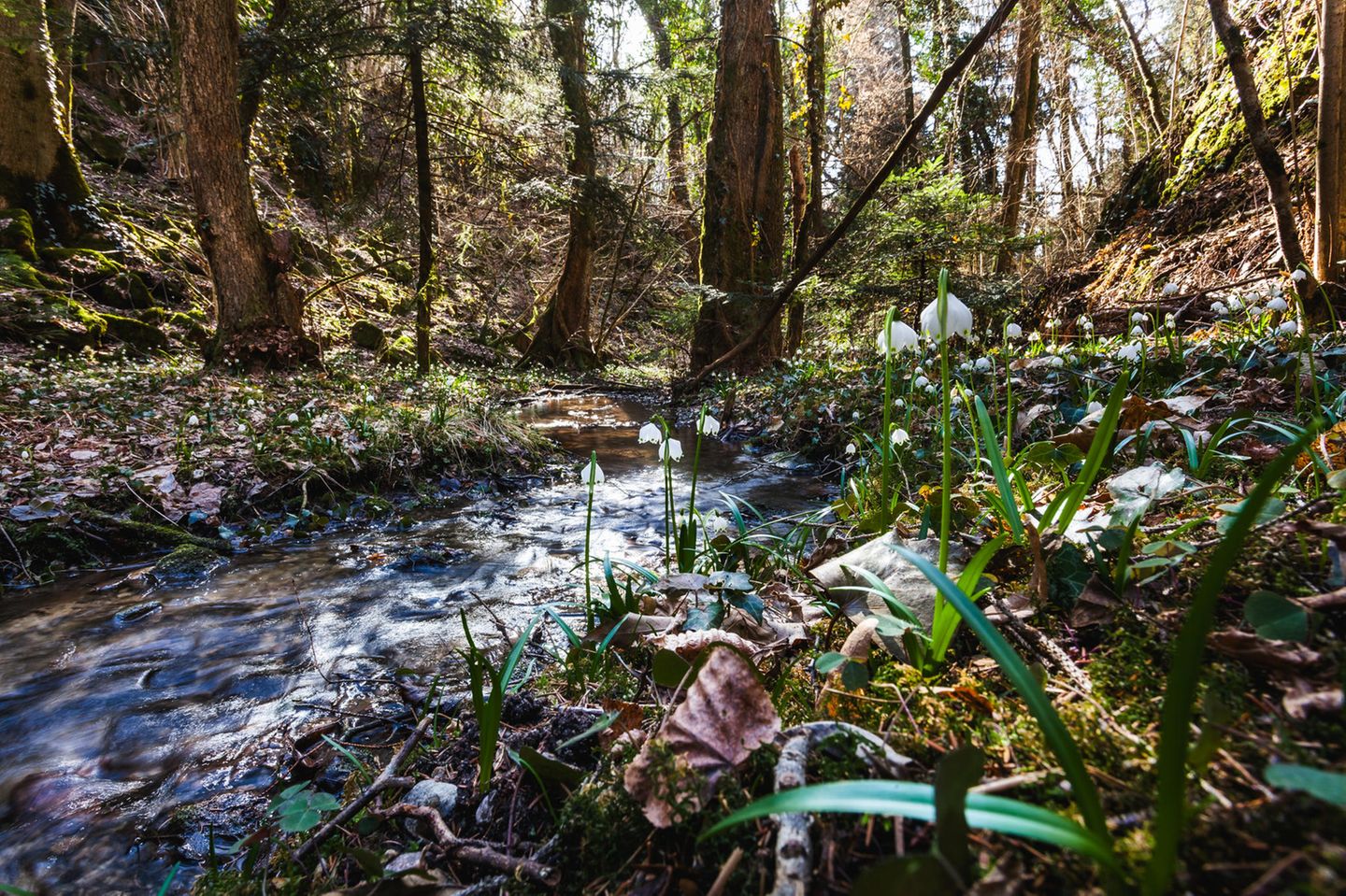 Flusslauf durch Wald, an den Seiten Schneeglöckchen