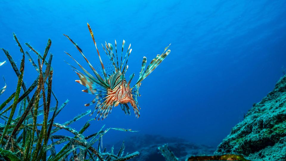 Schaurig schön: Pterois miles, der Indische Rotfeuerfisch, ist eigentlich in Gewässern des Indopazifiks zu Hause. Dann wanderte er durch den Suezkanal ins Mittelmeer. Vor dessen Küsten verbreitet er sich nun explosionsartig. Feinde hat er hier kaum, außer dem Menschen