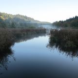 Diesige Flusslandschaft umgeben von Wald