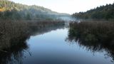 Diesige Flusslandschaft umgeben von Wald