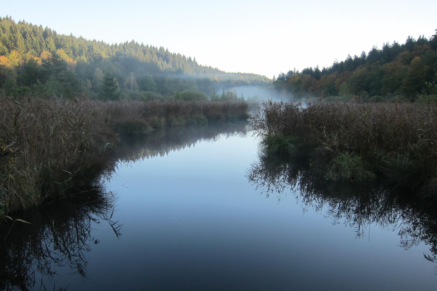 Diesige Flusslandschaft umgeben von Wald