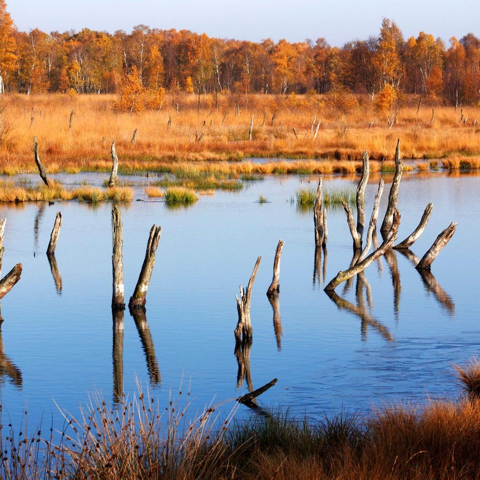 Orangefarbene Landschaft, davor Wasser, aus dem Stäbe ragen