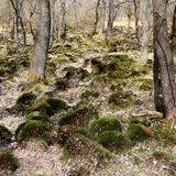 Bäume und moosiger Waldboden