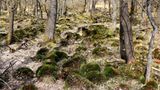 Bäume und moosiger Waldboden