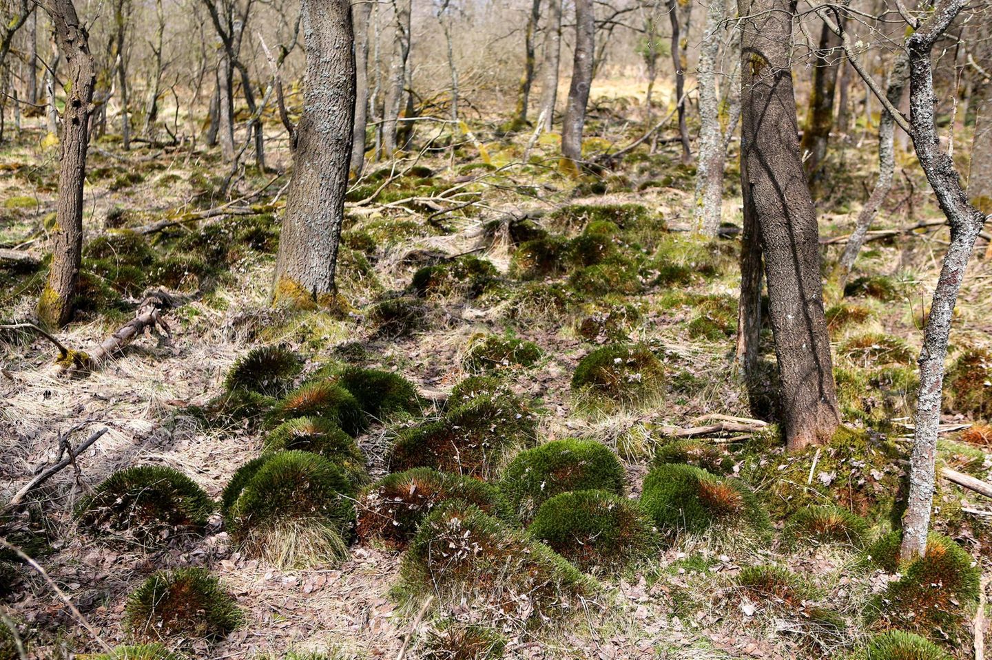 Bäume und moosiger Waldboden