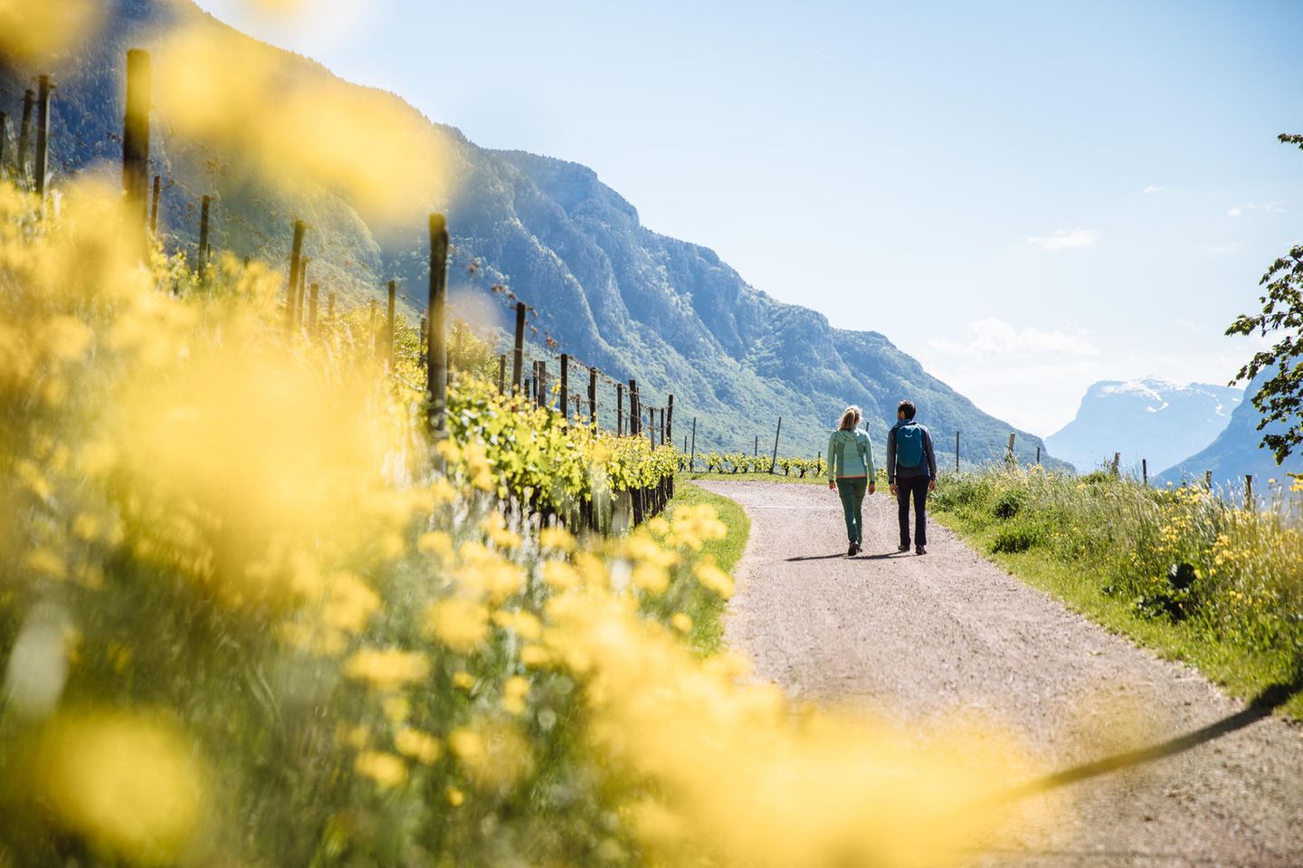 Zwei Wandernde auf Kiesweg vorbei an Weinreben, im Hintergrund Berge