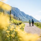 Zwei Wandernde auf Kiesweg vorbei an Weinreben, im Hintergrund Berge