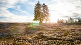 Wiese voll mit Krokusblüten, in der Mitte ein Baum durch den die Sonne durchscheint