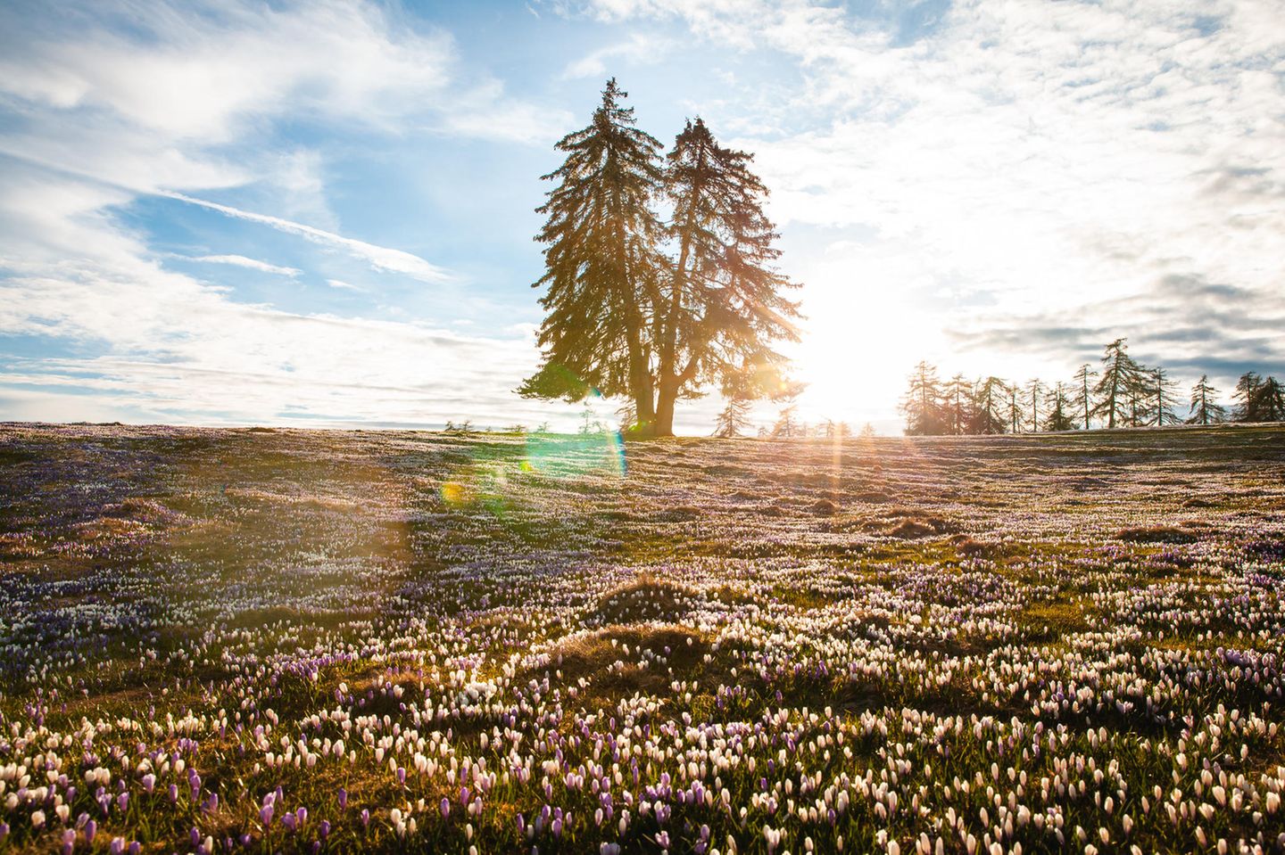 Wiese voll mit Krokusblüten, in der Mitte ein Baum durch den die Sonne durchscheint
