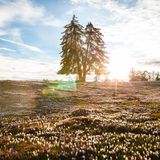 Wiese voll mit Krokusblüten, in der Mitte ein Baum durch den die Sonne durchscheint