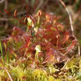 Nahaufnahme von Pflanze mit roten Flimmerhärchen