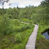 Holzsteg führt durch grüne Landschaft