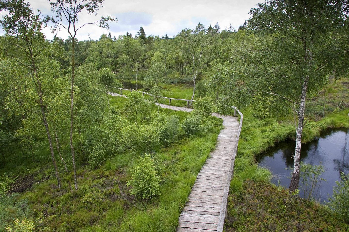 Holzsteg führt durch grüne Landschaft