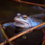 Frosch im Wasser