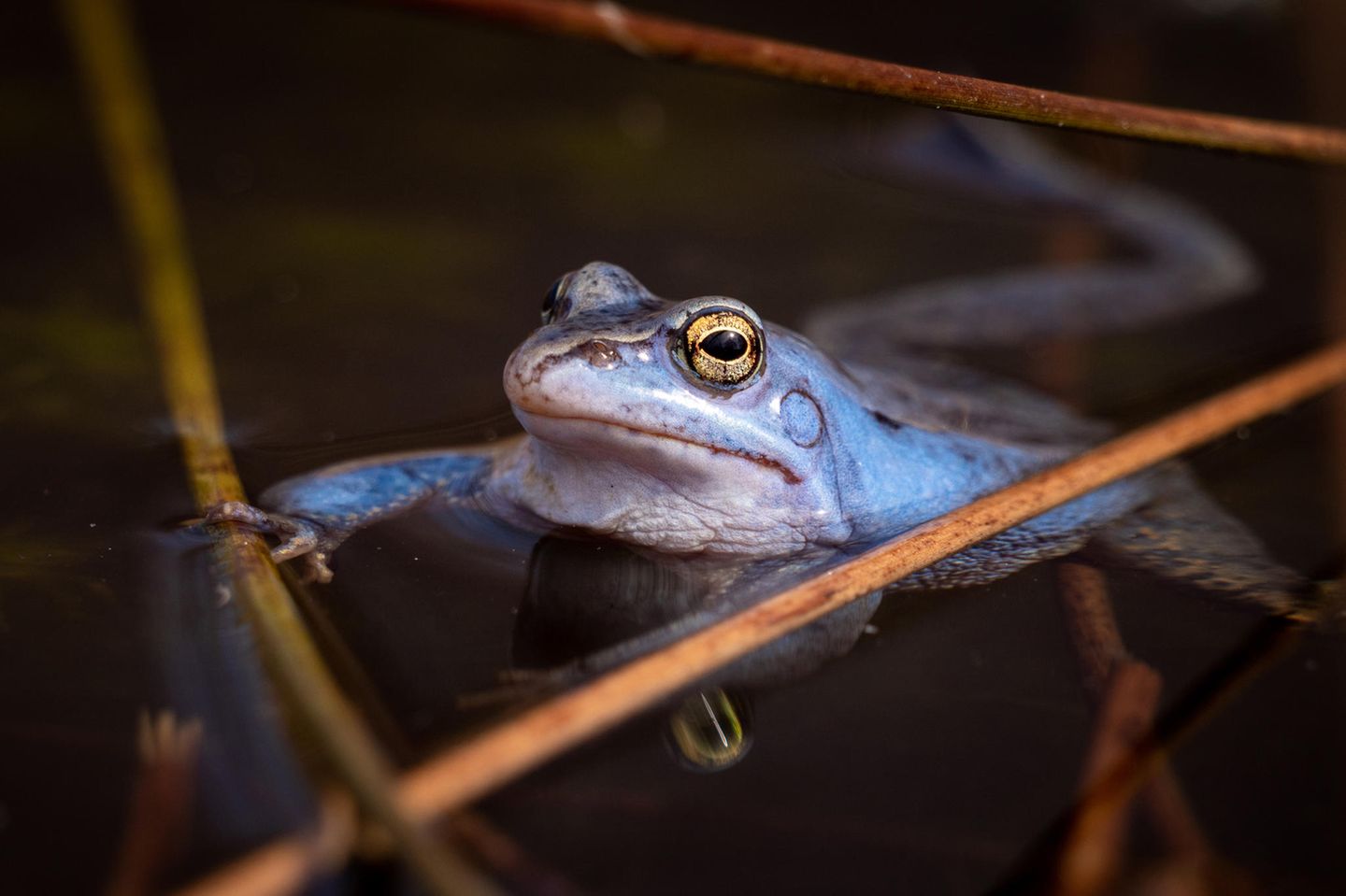 Frosch im Wasser