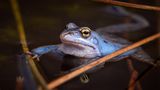 Balzende Blaufrösche: Postmoor bei Celle Frosch im Wasser
