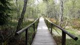 Lieferte Kurschlamm: Rotes Moor, Hessen Holzbrücke führt durch Wald