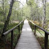 Holzbrücke führt durch Wald