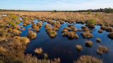 Moorlandschaft mit Grasbüscheln im Wasser