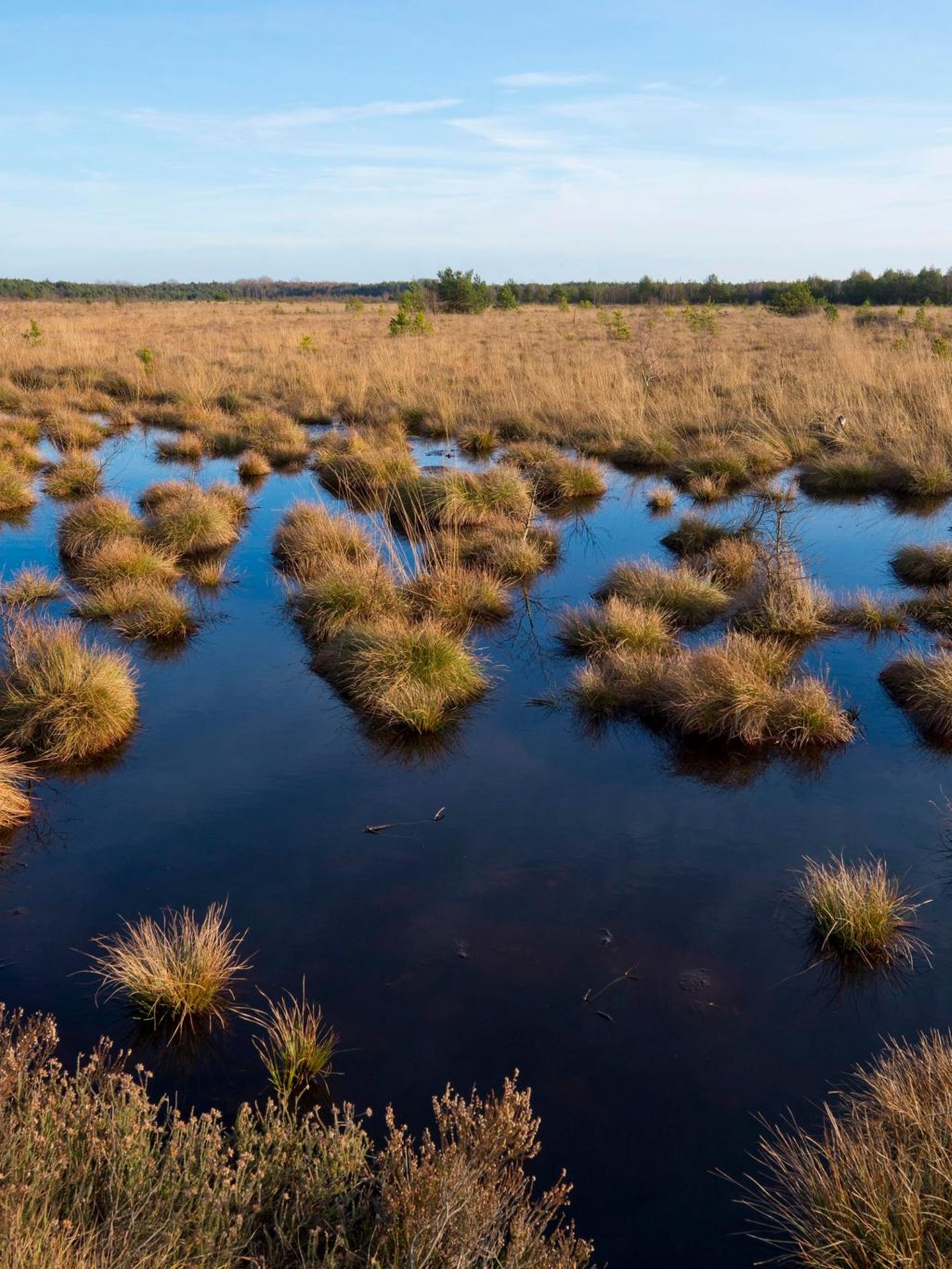 Moorlandschaft mit Grasbüscheln im Wasser