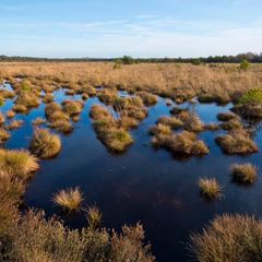 Moorlandschaft mit Grasbüscheln im Wasser