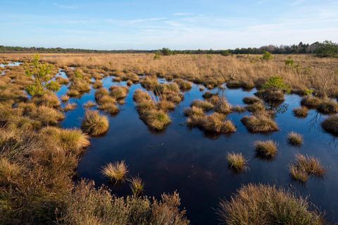 Moorlandschaft mit Grasbüscheln im Wasser
