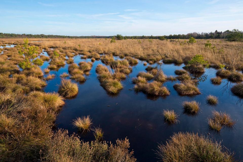 Moorlandschaft mit Grasbüscheln im Wasser  1.4982