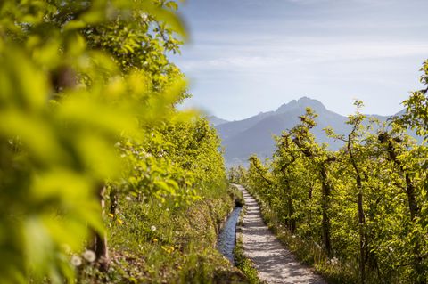 Schmaler Weg mit Bachlauf, zu den Seiten Weinreben