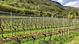 Bunte Tulpen vor Zäunen, in Reihen hintereinander angeordnet