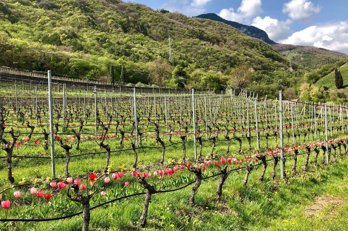 Bunte Tulpen vor Zäunen, in Reihen hintereinander angeordnet