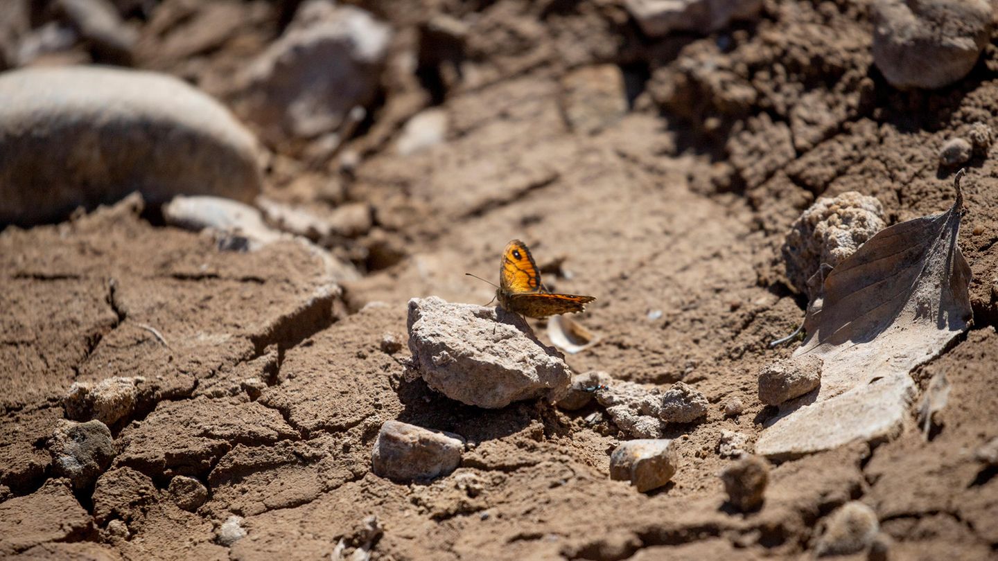 Weniger Wasser für Menschen und Tiere In der Nähe der Metropolregion Barcelona mit ihren fast sechs Millionen Einwohnern hinterlassen die schwindenden Wasserreserven dramatische Bilder von leeren Stauseen. Der Sumpf von La Baells in der Region Bergueda, nur eine Stunde von Barcelona entfernt, erreicht nicht einmal ein Viertel seiner Kapazität