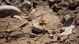 In der Nähe der Metropolregion Barcelona mit ihren fast sechs Millionen Einwohnern hinterlassen die schwindenden Wasserreserven dramatische Bilder von leeren Stauseen. Der Sumpf von La Baells in der Region Bergueda, nur eine Stunde von Barcelona entfernt, erreicht nicht einmal ein Viertel seiner Kapazität
