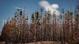 Die seit Jahren anhaltende Trockenheit in der Region hat auch Waldbrände – hier in der Gemeinde Colera – begünstigt. Die Koniferen auf dem Foto sind deutlich von einem Brand im Sommer 2023 gezeichnet