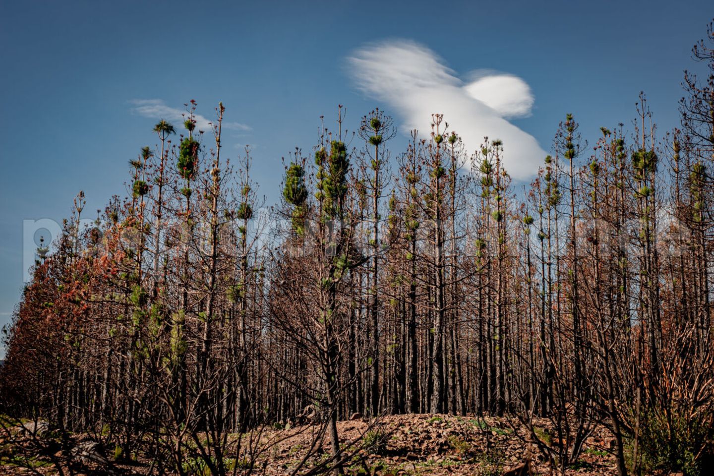 Die seit Jahren anhaltende Trockenheit in der Region hat auch Waldbrände – hier in der Gemeinde Colera – begünstigt. Die Koniferen auf dem Foto sind deutlich von einem Brand im Sommer 2023 gezeichnet