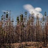 Die seit Jahren anhaltende Trockenheit in der Region hat auch Waldbrände – hier in der Gemeinde Colera – begünstigt. Die Koniferen auf dem Foto sind deutlich von einem Brand im Sommer 2023 gezeichnet