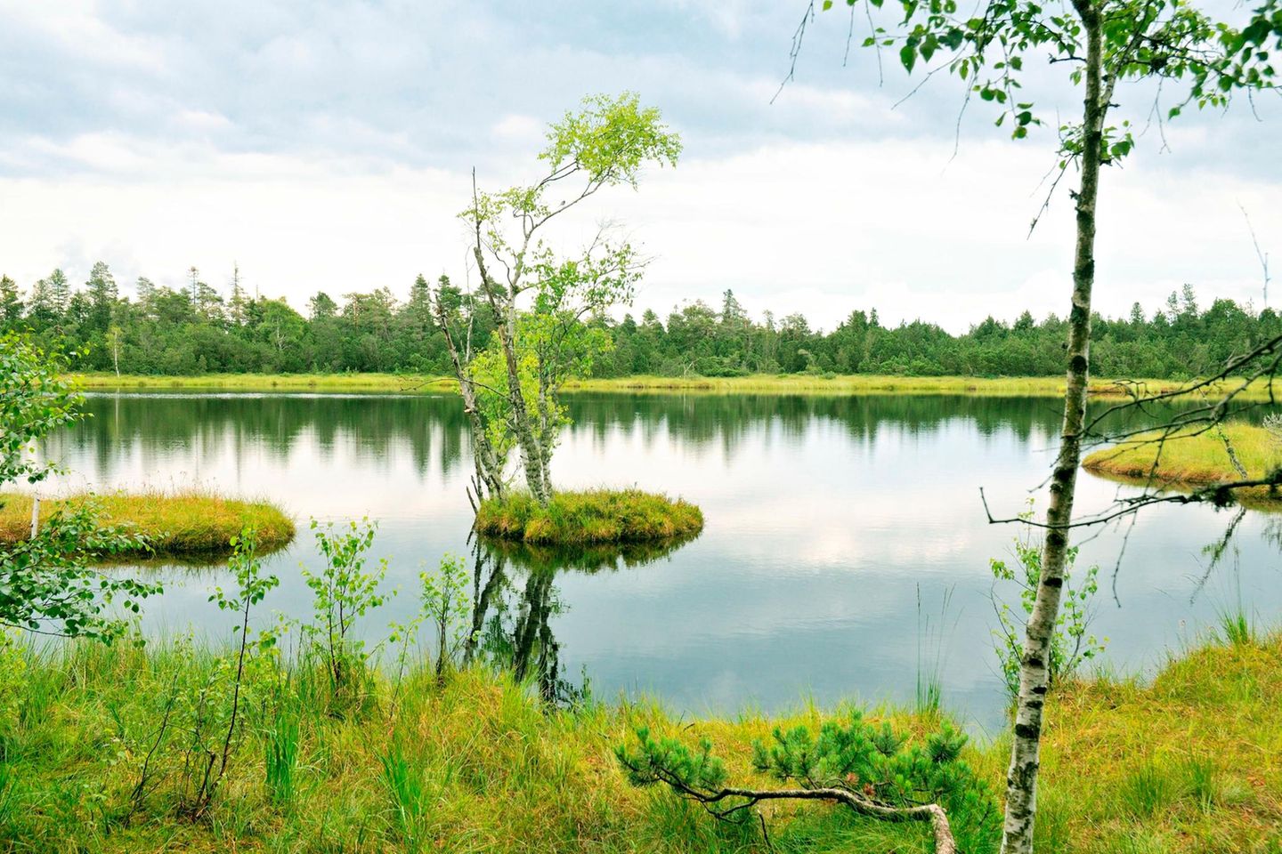Wasserlandschaft, inder Mitte ein Baum auf einer kleinen, grünen Insel