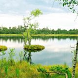 Wasserlandschaft, inder Mitte ein Baum auf einer kleinen, grünen Insel